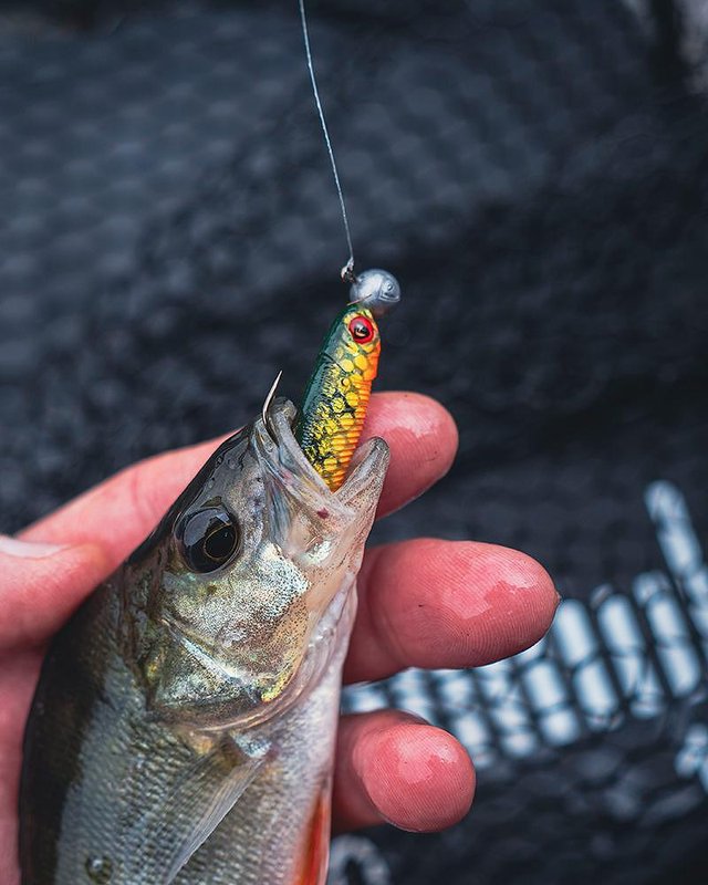 UV Силикони Fox Rage Mini Tiddler Mixed Colour Packs
